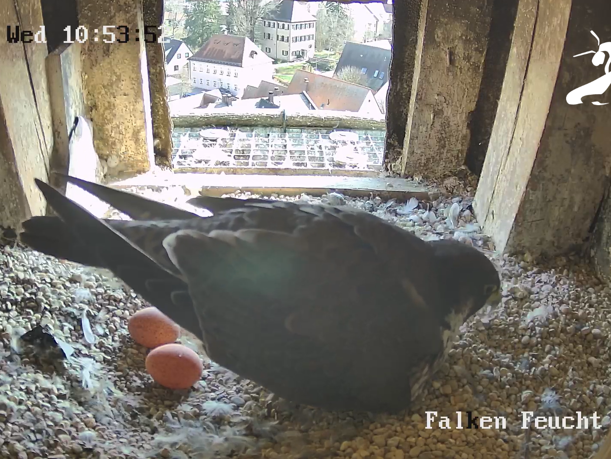 Falkin Frieda bei den zwei ersten Eiern am Brutplatz im Kirchturm