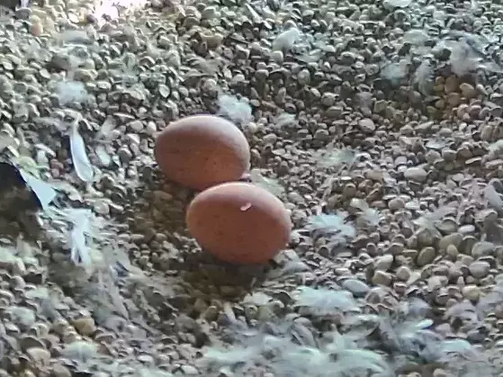 Falken-Eier im Kirchturmnest von Feucht